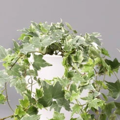 Hedera Helix 'Variegata' In Keramiktopf Dallas Weiß, Topf-Ø 12/13 Cm, 3er-Set 12 Hedera Helix 'Variegata' In Keramiktopf Dallas Weiß, Topf-Ø 12/13 Cm, 3er-Set -LECHUZA || Elho Verkaufsgeschäft 0220650237 Hedera weissbunt in Topf Dallas weiss 2 108004