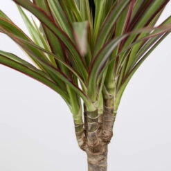 Gerandeter Drachenbaum 'Bicolor', Topf-Ø 17 Cm, Höhe Ca. 70 Cm -LECHUZA || Elho Verkaufsgeschäft 0220700696 Dracaena marginata bicolor