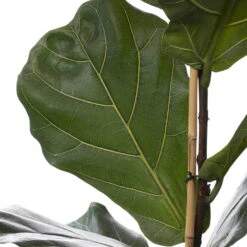 Geigenfeige, Topf-Ø 21 Cm, Höhe Ca. 80-100 Cm 8 Geigenfeige, Topf-Ø 21 Cm, Höhe Ca. 80-100 Cm -LECHUZA || Elho Verkaufsgeschäft 0220750359 Ficus Lyrata ADP 21 24cmT H100cm 1