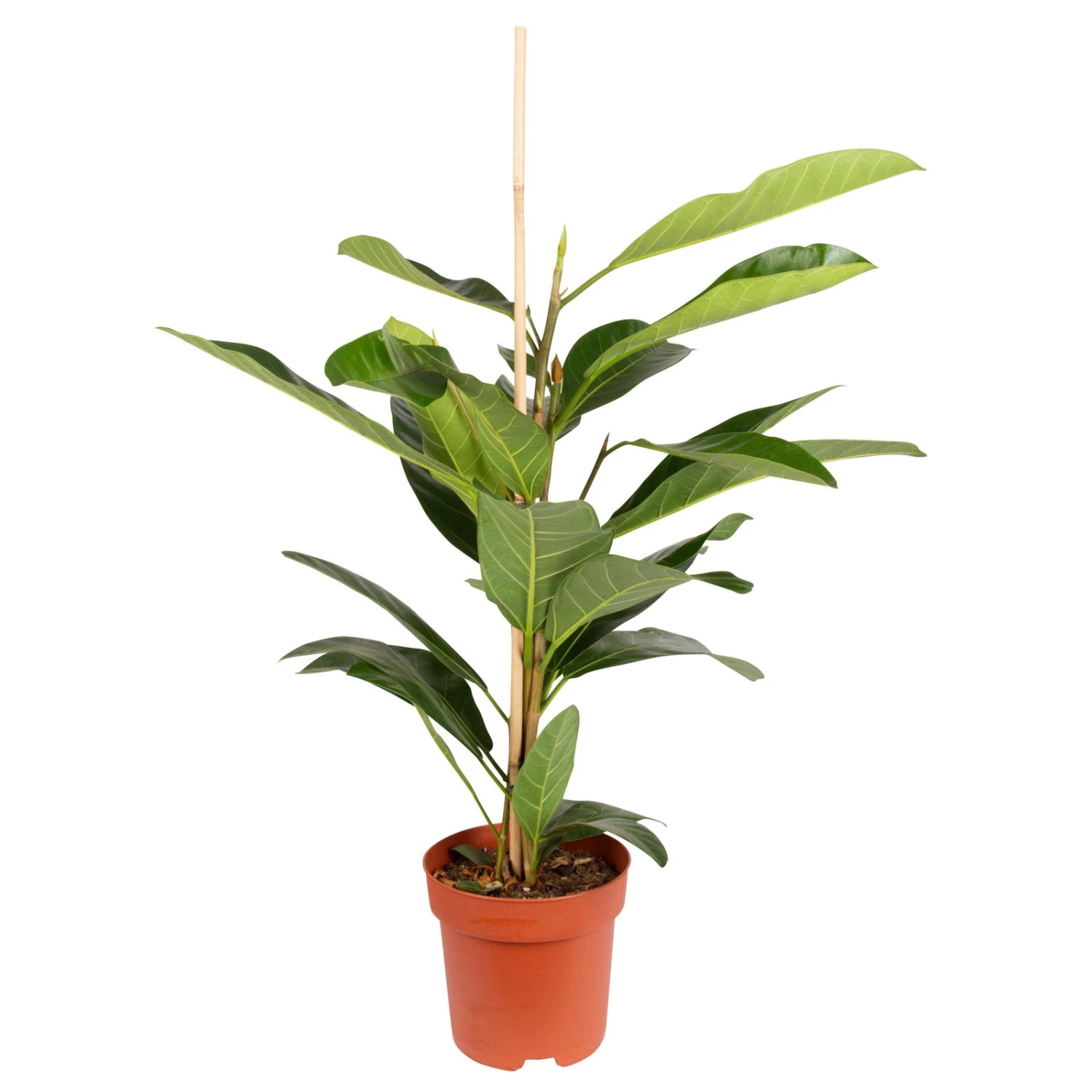 Ficus Benghalensis 'Roy', Topf-Ø 21 Cm, Höhe Ca. 100 Cm 3 Ficus Benghalensis 'Roy', Topf-Ø 21 Cm, Höhe Ca. 100 Cm