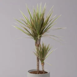 Gerandeter Drachenbaum 'Bicolor', Topf-Ø 17 Cm, Höhe Ca. 70 Cm -LECHUZA || Elho Verkaufsgeschäft 0221100019 Dracaena marginata bicolor 2er Tuff 17cm 2