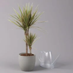 Gerandeter Drachenbaum 'Bicolor', Topf-Ø 17 Cm, Höhe Ca. 70 Cm -LECHUZA || Elho Verkaufsgeschäft 0221100019 Dracaena marginata bicolor 2er Tuff 17cm 3