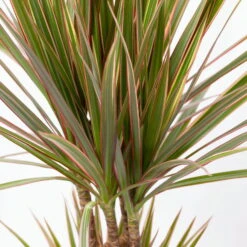 Gerandeter Drachenbaum 'Bicolor', Topf-Ø 17 Cm, Höhe Ca. 70 Cm -LECHUZA || Elho Verkaufsgeschäft 0221100019 Dracaena marginata bicolor 2er Tuff 7