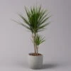 Drachenbaum, Topf-Ø 17 Cm, Höhe Ca. 70 Cm -LECHUZA || Elho Verkaufsgeschäft 0221100020 Dracaena marginata 2er Tuff 17cm 1