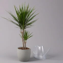 Drachenbaum, Topf-Ø 17 Cm, Höhe Ca. 70 Cm 11 Drachenbaum, Topf-Ø 17 Cm, Höhe Ca. 70 Cm -LECHUZA || Elho Verkaufsgeschäft 0221100020 Dracaena marginata 2er Tuff 17cm 3