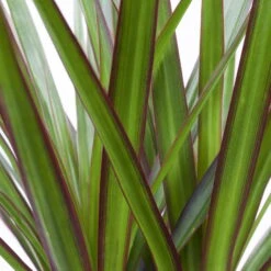 Drachenbaum, Topf-Ø 17 Cm, Höhe Ca. 70 Cm 13 Drachenbaum, Topf-Ø 17 Cm, Höhe Ca. 70 Cm -LECHUZA || Elho Verkaufsgeschäft 0221100020 Dracaena marginata 2er Tuff H70cm 2