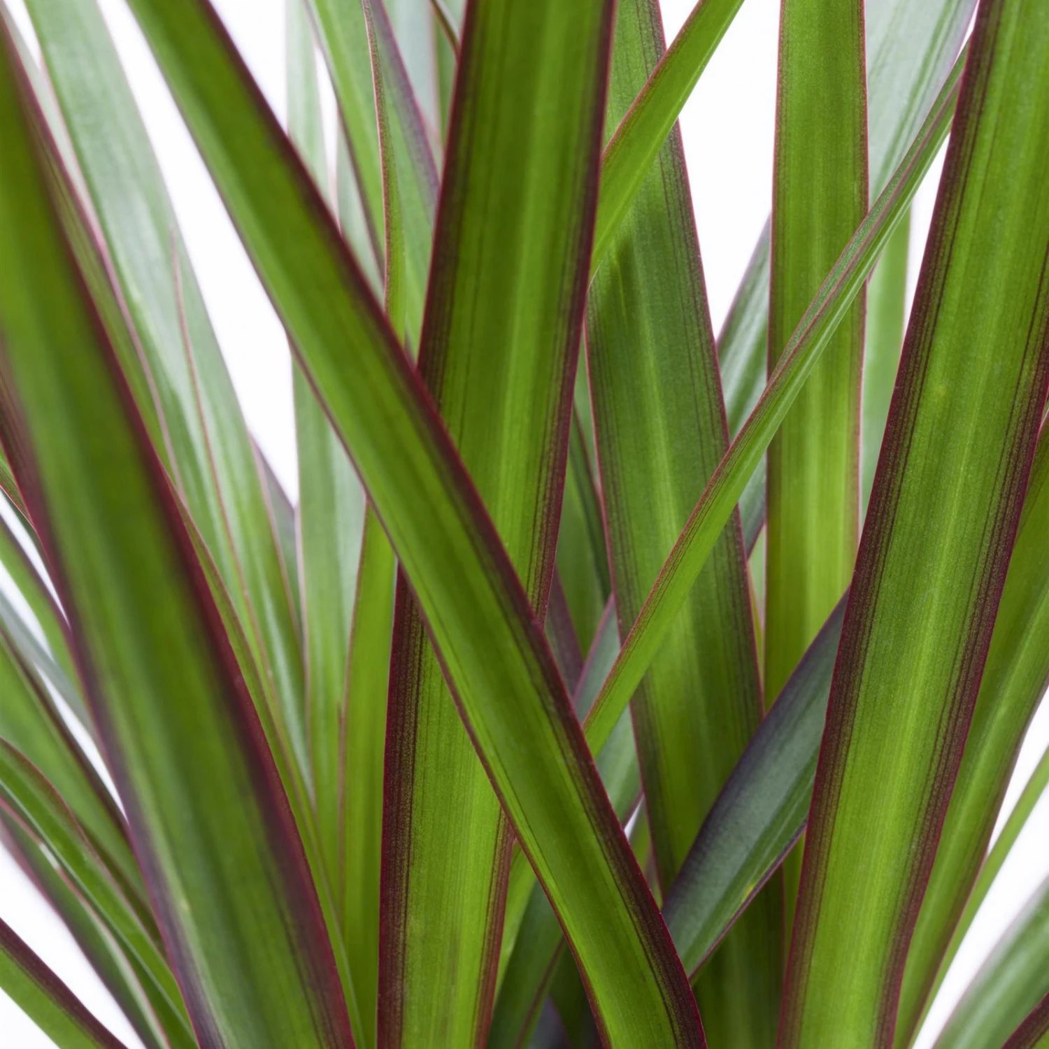 Drachenbaum, Topf-Ø 17 Cm, Höhe Ca. 70 Cm 7 Drachenbaum, Topf-Ø 17 Cm, Höhe Ca. 70 Cm – Bild 5