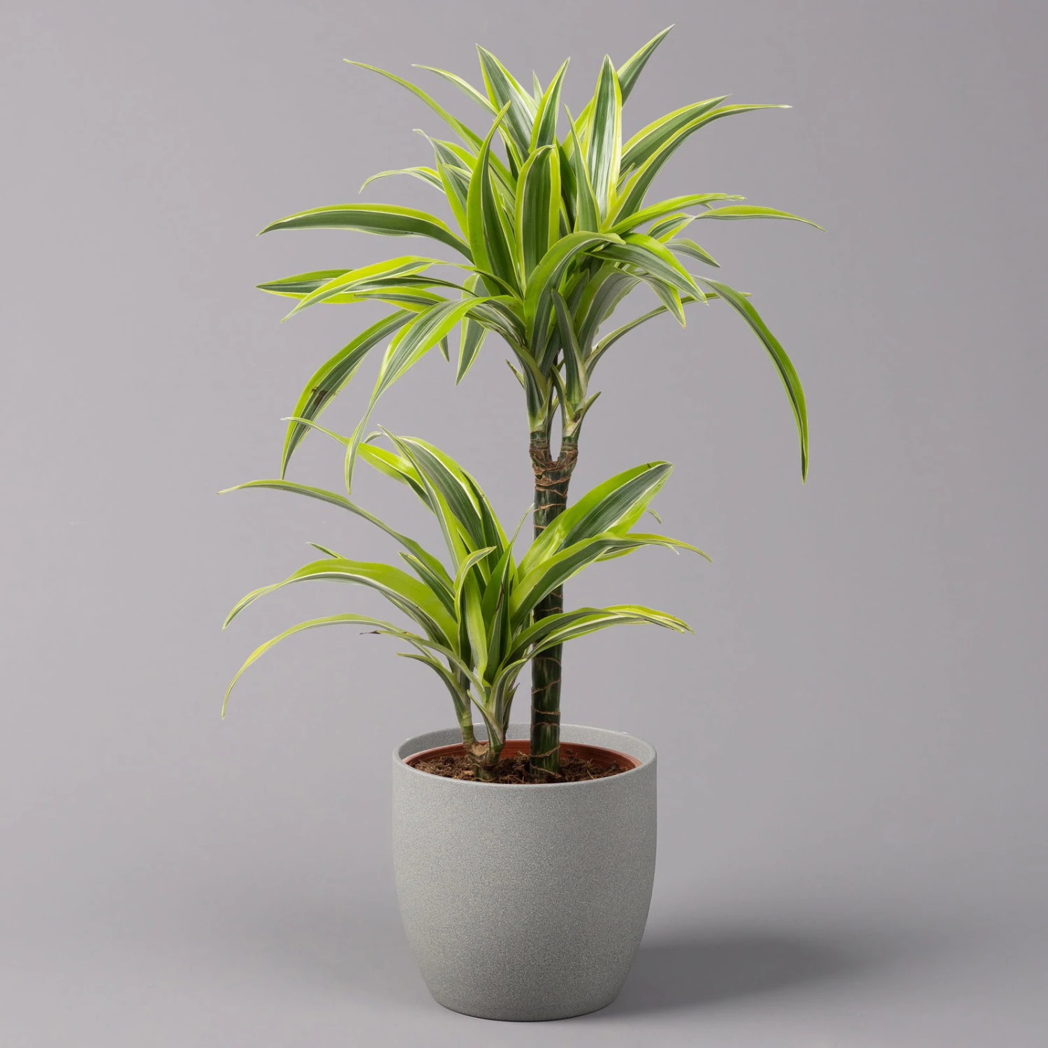 Duftender Drachenbaum 'Lemon Lime', Topf-Ø 17 Cm, 2er Tuff, Höhe Ca. 65 Cm 3 Duftender Drachenbaum 'Lemon Lime', Topf-Ø 17 Cm, 2er Tuff, Höhe Ca. 65 Cm