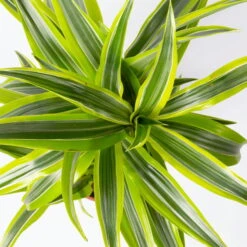 Duftender Drachenbaum 'Lemon Lime', Topf-Ø 17 Cm, 2er Tuff, Höhe Ca. 65 Cm 11 Duftender Drachenbaum 'Lemon Lime', Topf-Ø 17 Cm, 2er Tuff, Höhe Ca. 65 Cm -LECHUZA || Elho Verkaufsgeschäft 0221100047 Dracaena d Lemon Lime 17cm 2