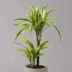 New Arrival -LECHUZA || Elho Verkaufsgeschäft 0221100047 Dracaena d Lemon Lime 17cm 4