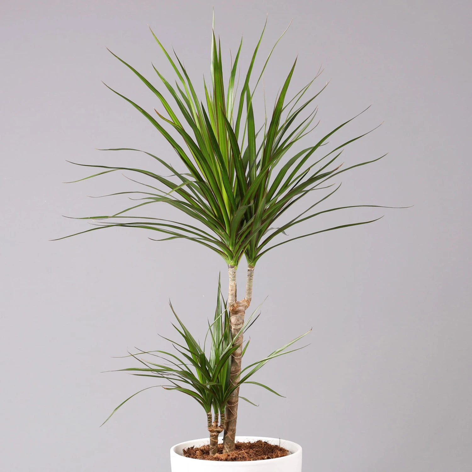 Drachenbaum, 2er-Tuff, Inkl. Topf Tusca, Höhe Ca. 70 Cm, Topf 17 Cm Ø 4 Drachenbaum, 2er-Tuff, Inkl. Topf Tusca, Höhe Ca. 70 Cm, Topf 17 Cm Ø – Bild 2