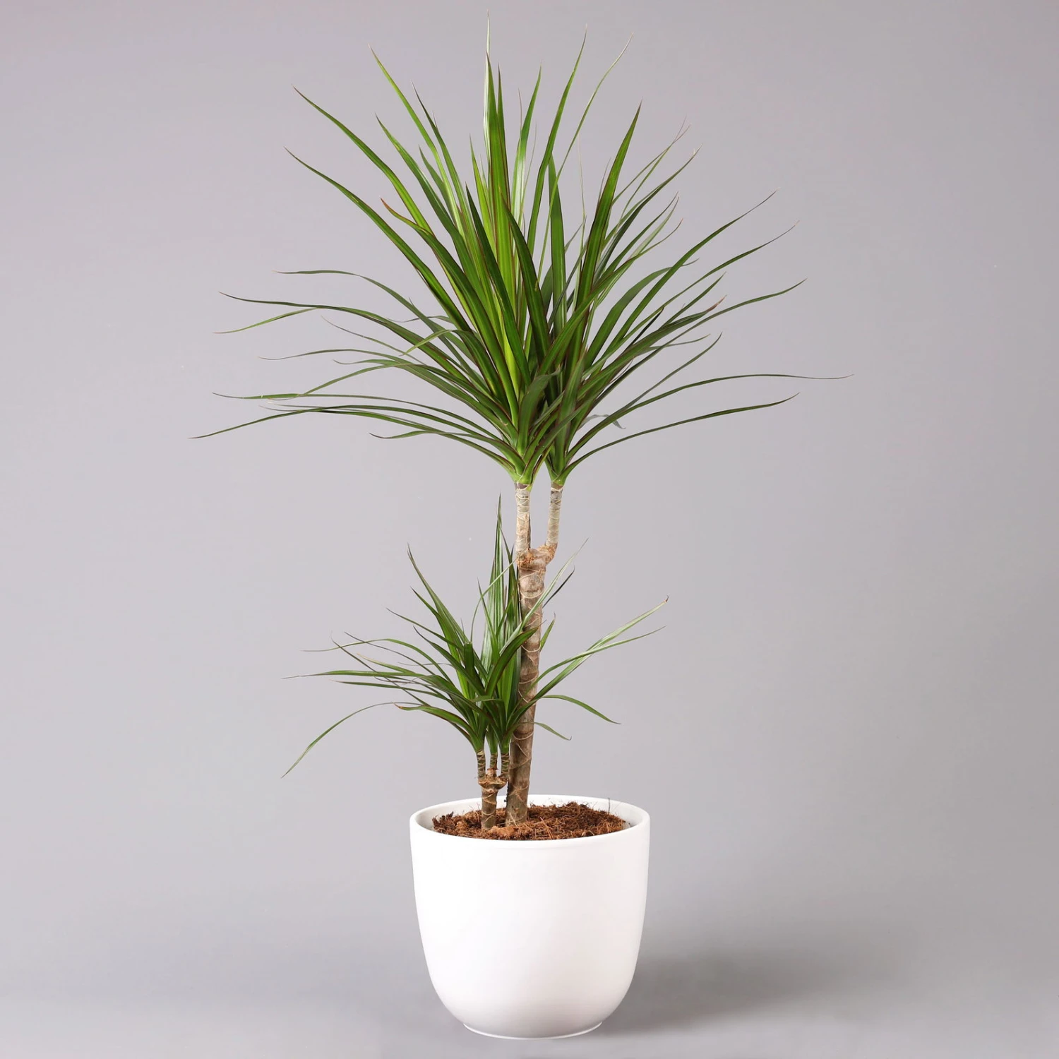 Drachenbaum, 2er-Tuff, Inkl. Topf Tusca, Höhe Ca. 70 Cm, Topf 17 Cm Ø 3 Drachenbaum, 2er-Tuff, Inkl. Topf Tusca, Höhe Ca. 70 Cm, Topf 17 Cm Ø