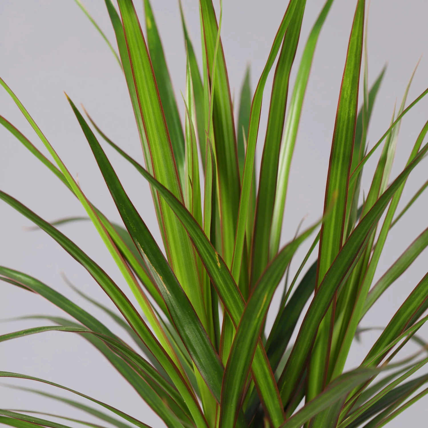 Drachenbaum, 2er-Tuff, Inkl. Topf Tusca, Höhe Ca. 70 Cm, Topf 17 Cm Ø 5 Drachenbaum, 2er-Tuff, Inkl. Topf Tusca, Höhe Ca. 70 Cm, Topf 17 Cm Ø – Bild 3