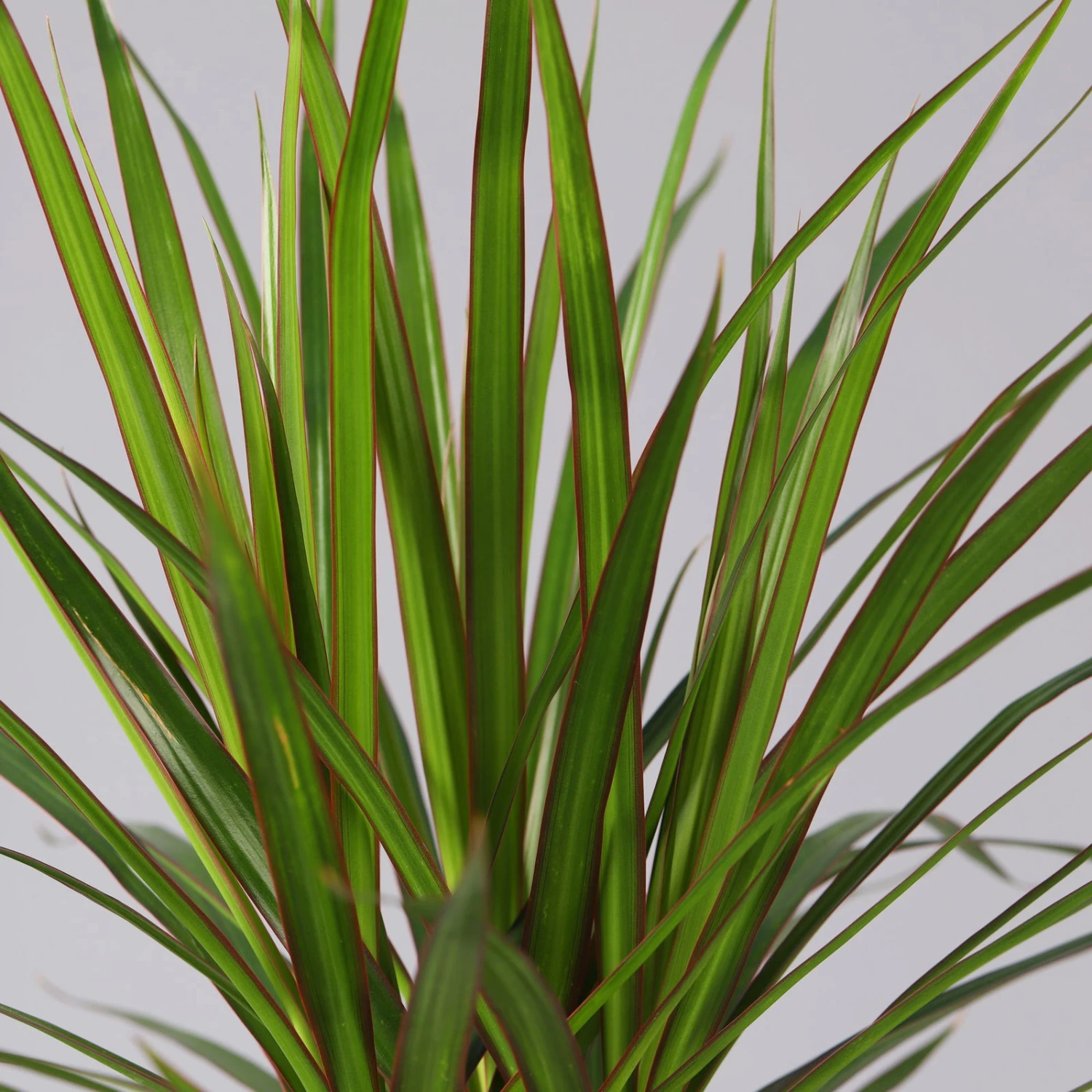 Drachenbaum, 2er-Tuff, Inkl. Topf Tusca, Höhe Ca. 70 Cm, Topf 17 Cm Ø 6 Drachenbaum, 2er-Tuff, Inkl. Topf Tusca, Höhe Ca. 70 Cm, Topf 17 Cm Ø – Bild 4