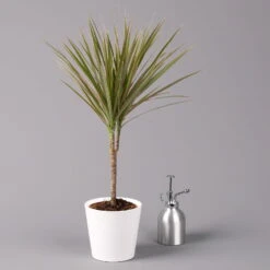 Drachenbaum 'Bicolor', Topf-Ø 13 Cm, Inkl. Keramiktopf Dallas Weiß, 3er-Set -LECHUZA || Elho Verkaufsgeschäft 0221100081 Dracaena marg Bicolor im Dallas weiss 32