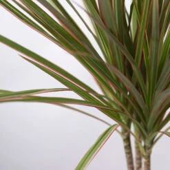 Drachenbaum 'Bicolor', Topf-Ø 13 Cm, Inkl. Keramiktopf Dallas Weiß, 3er-Set -LECHUZA || Elho Verkaufsgeschäft 0221100081 Dracaena marg Bicolor im Dallas weiss 42