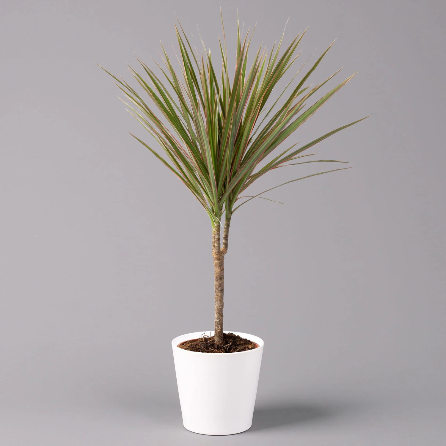 Drachenbaum 'Bicolor', Topf-Ø 13 Cm, Inkl. Keramiktopf Dallas Weiß, 2er-Set 4 Drachenbaum 'Bicolor', Topf-Ø 13 Cm, Inkl. Keramiktopf Dallas Weiß, 2er-Set – Bild 2