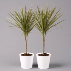 Drachenbaum 'Bicolor', Topf-Ø 13 Cm, Inkl. Keramiktopf Dallas Weiß, 2er-Set