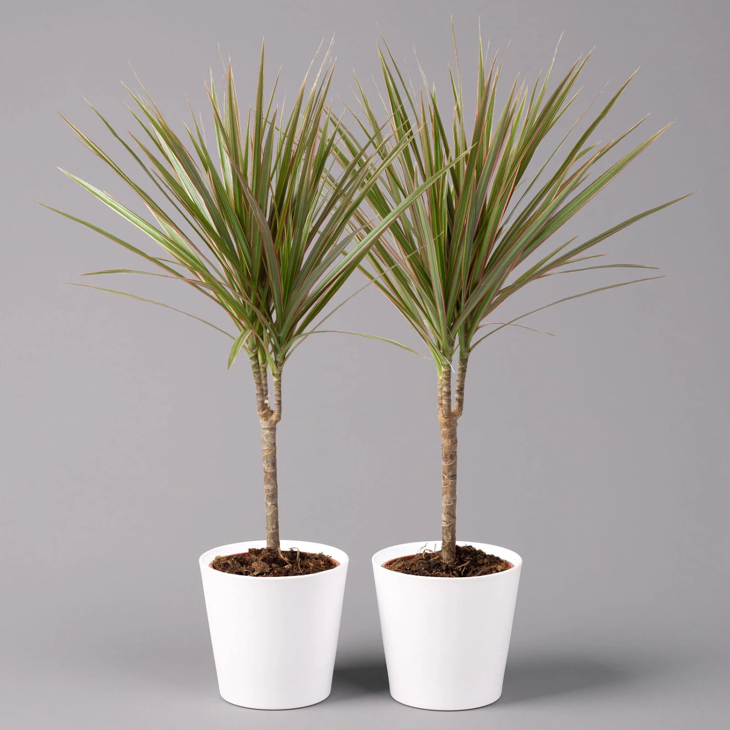 Drachenbaum 'Bicolor', Topf-Ø 13 Cm, Inkl. Keramiktopf Dallas Weiß, 2er-Set 3 Drachenbaum 'Bicolor', Topf-Ø 13 Cm, Inkl. Keramiktopf Dallas Weiß, 2er-Set