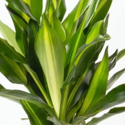 Duftender Drachenbaum 'Cintho', Topf-Ø 19 Cm, , Höhe Ca. 45 Cm 11 Duftender Drachenbaum 'Cintho', Topf-Ø 19 Cm, , Höhe Ca. 45 Cm -LECHUZA || Elho Verkaufsgeschäft 0221300007 Dracaena f Cintho 2er Tuff 19cm 2