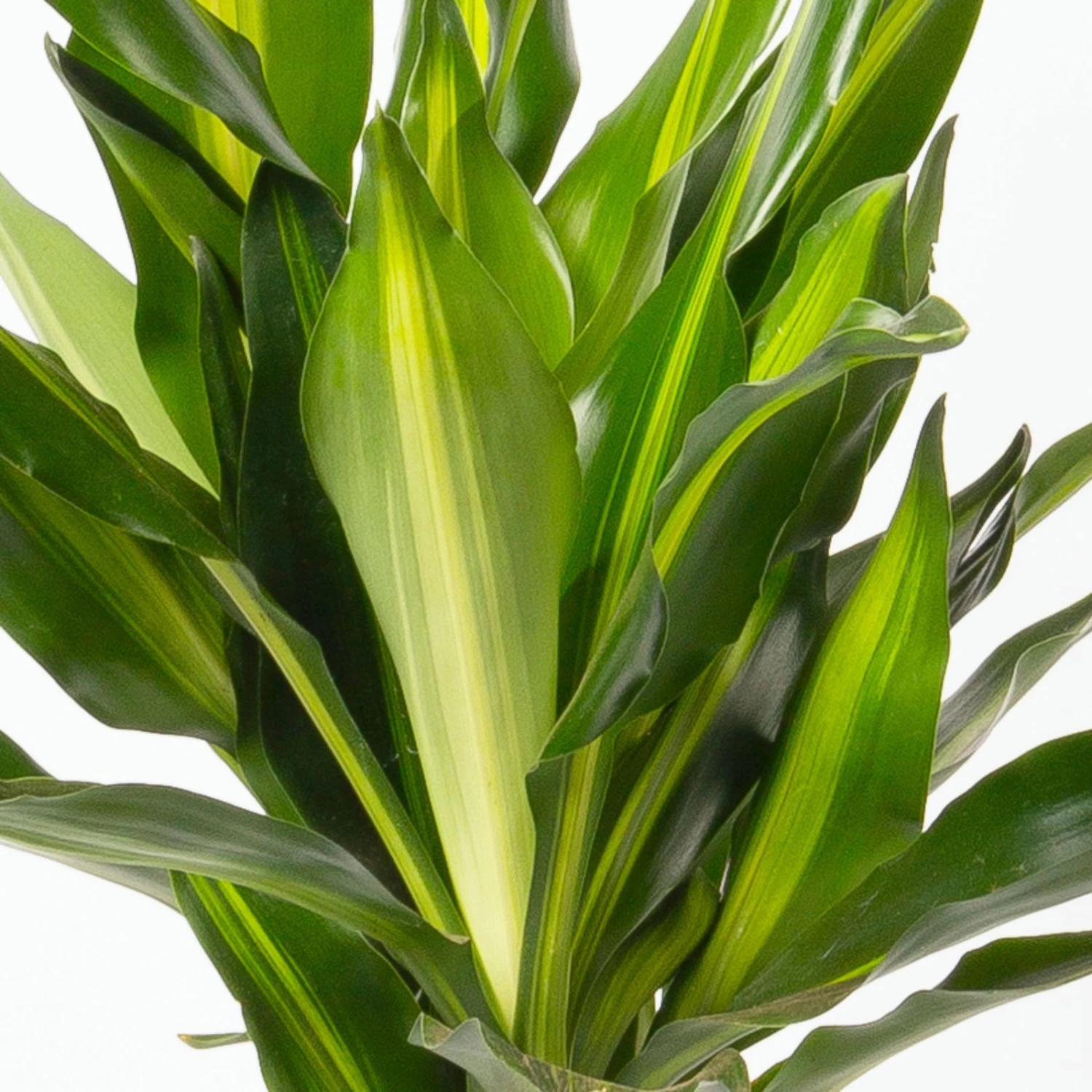 Duftender Drachenbaum 'Cintho', Topf-Ø 19 Cm, , Höhe Ca. 45 Cm 6 Duftender Drachenbaum 'Cintho', Topf-Ø 19 Cm, , Höhe Ca. 45 Cm – Bild 4