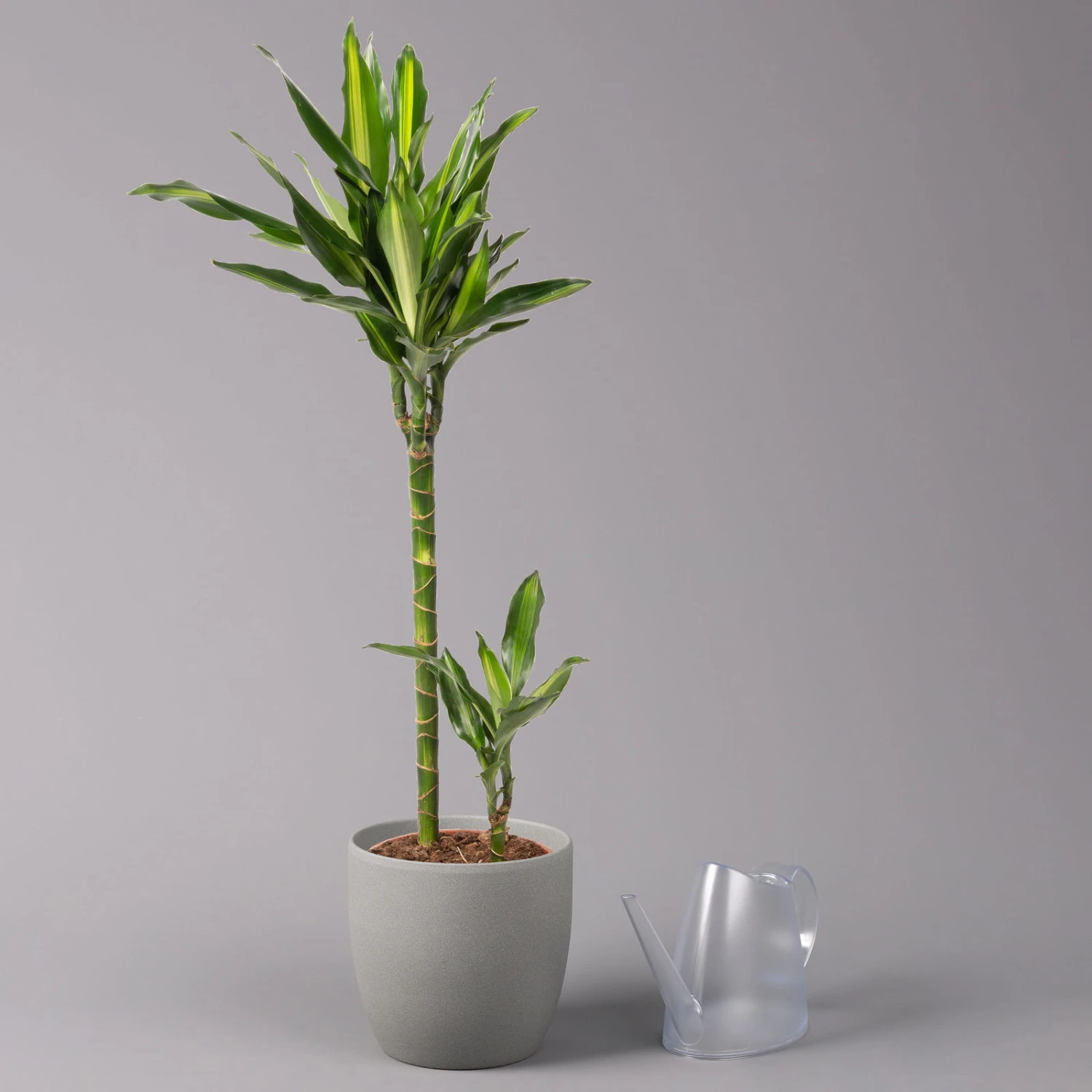 Duftender Drachenbaum 'Cintho', Topf-Ø 19 Cm, , Höhe Ca. 45 Cm 5 Duftender Drachenbaum 'Cintho', Topf-Ø 19 Cm, , Höhe Ca. 45 Cm – Bild 3