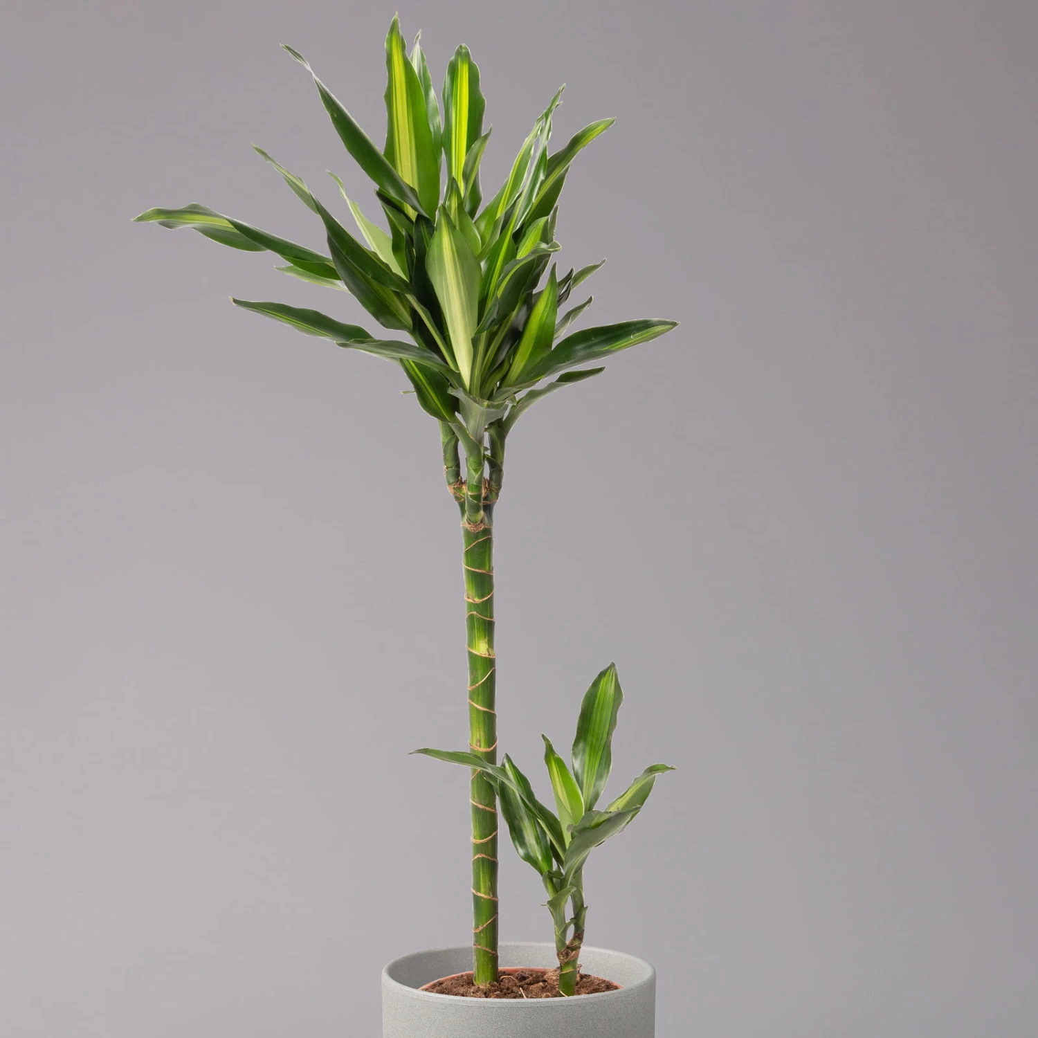 Duftender Drachenbaum 'Cintho', Topf-Ø 19 Cm, , Höhe Ca. 45 Cm 4 Duftender Drachenbaum 'Cintho', Topf-Ø 19 Cm, , Höhe Ca. 45 Cm – Bild 2