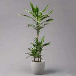 Duftender Drachenbaum 'Janet Lind', Topf-Ø 21 Cm, Höhe Ca. 120 Cm