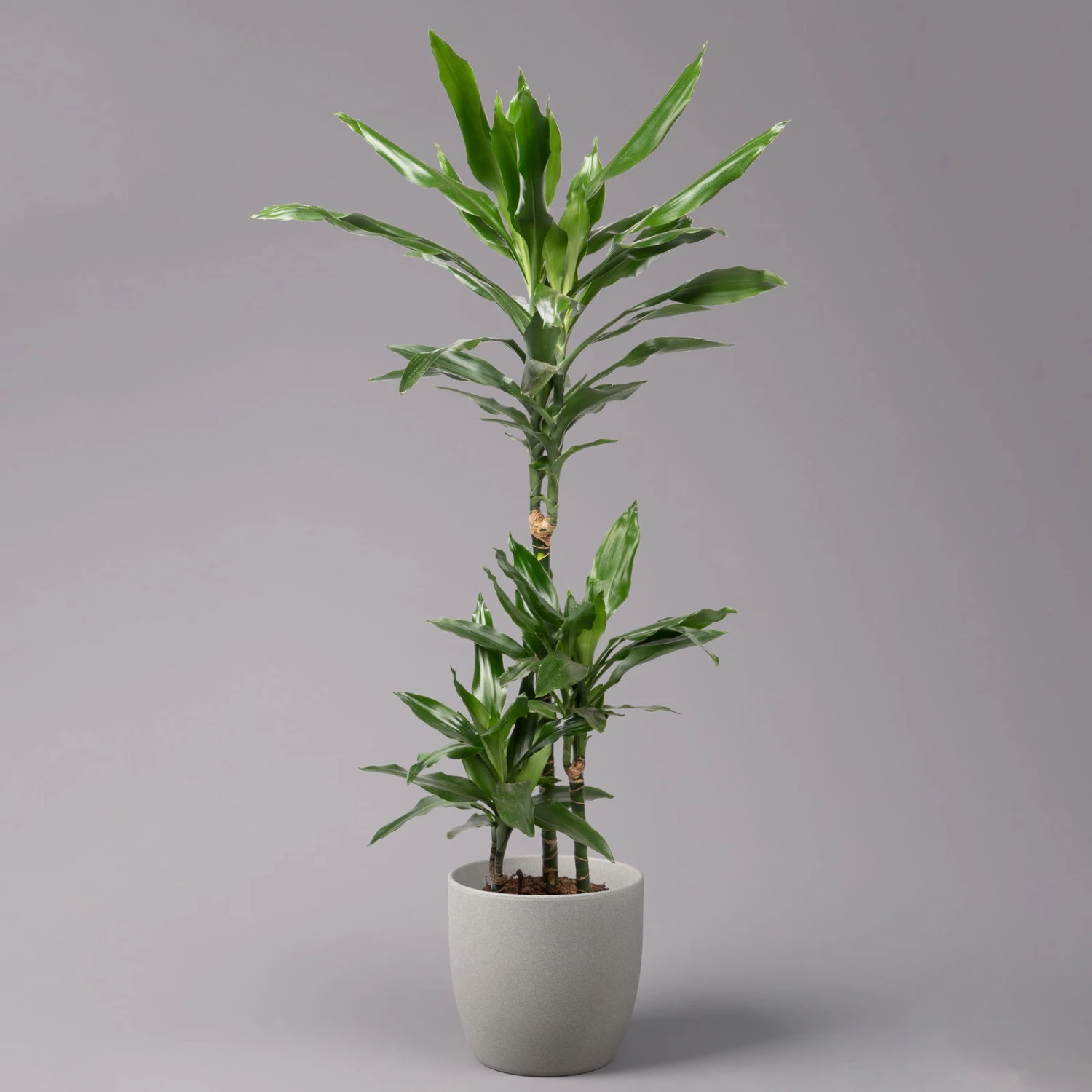 Duftender Drachenbaum 'Janet Lind', Topf-Ø 21 Cm, Höhe Ca. 120 Cm 3 Duftender Drachenbaum 'Janet Lind', Topf-Ø 21 Cm, Höhe Ca. 120 Cm