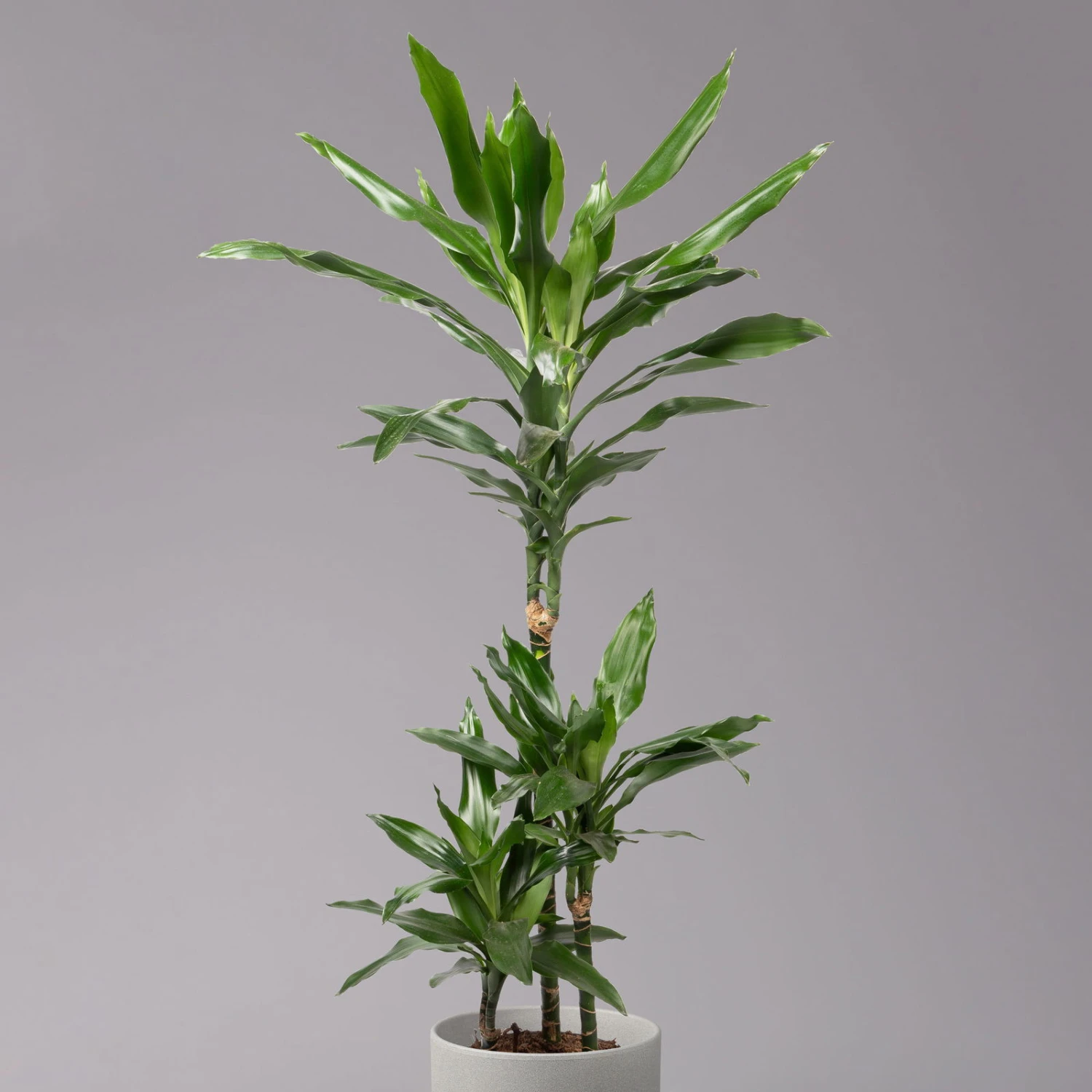 Duftender Drachenbaum 'Janet Lind', Topf-Ø 21 Cm, Höhe Ca. 120 Cm 4 Duftender Drachenbaum 'Janet Lind', Topf-Ø 21 Cm, Höhe Ca. 120 Cm – Bild 2