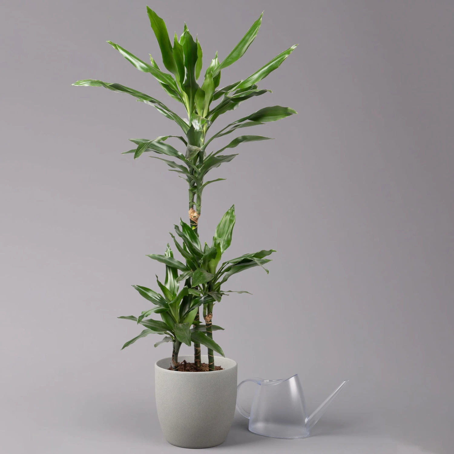 Duftender Drachenbaum 'Janet Lind', Topf-Ø 21 Cm, Höhe Ca. 120 Cm 5 Duftender Drachenbaum 'Janet Lind', Topf-Ø 21 Cm, Höhe Ca. 120 Cm – Bild 3