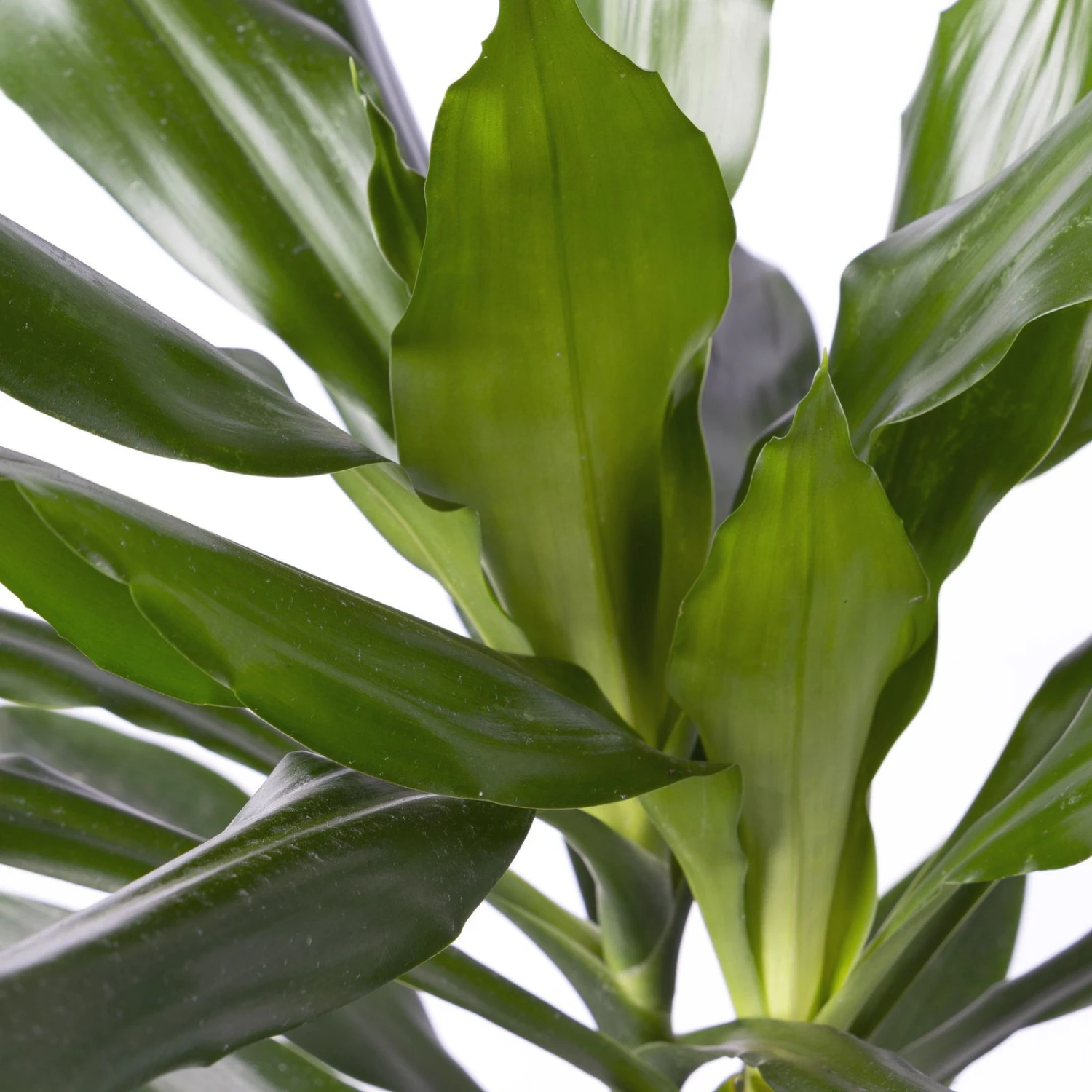 Duftender Drachenbaum 'Janet Lind', Topf-Ø 21 Cm, Höhe Ca. 120 Cm 6 Duftender Drachenbaum 'Janet Lind', Topf-Ø 21 Cm, Höhe Ca. 120 Cm – Bild 4