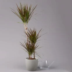 Gerandeter Drachenbaum 'Magenta', Topf-Ø 21 Cm, Höhe Ca. 120 Cm -LECHUZA || Elho Verkaufsgeschäft 0221300037 Dracaena marginata Magenta 3er Tuff 21cm 3