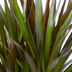 Gerandeter Drachenbaum 'Magenta', Topf-Ø 21 Cm, Höhe Ca. 120 Cm -LECHUZA || Elho Verkaufsgeschäft 0221300037 Dracaena marginata Magenta 3er Tuff 21cm 4