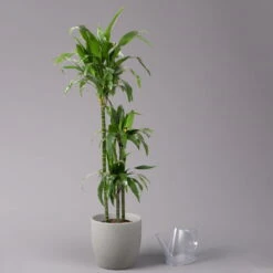 Duftender Drachenbaum 'Janet Craig', Topf-Ø 24 Cm, , Höhe Ca. 150 Cm 10 Duftender Drachenbaum 'Janet Craig', Topf-Ø 24 Cm, , Höhe Ca. 150 Cm -LECHUZA || Elho Verkaufsgeschäft 0221400005 Dracaena frag Janet Craig 24cm 3