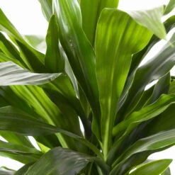 Duftender Drachenbaum 'Janet Craig', Topf-Ø 24 Cm, , Höhe Ca. 150 Cm 11 Duftender Drachenbaum 'Janet Craig', Topf-Ø 24 Cm, , Höhe Ca. 150 Cm -LECHUZA || Elho Verkaufsgeschäft 0221400005 Dracaena frag Janet Craig 24cm 4