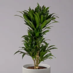 Titelseite 14 Titelseite -LECHUZA || Elho Verkaufsgeschäft 0221400013 Dracaena Compacta verzweigt KB 24cm 2