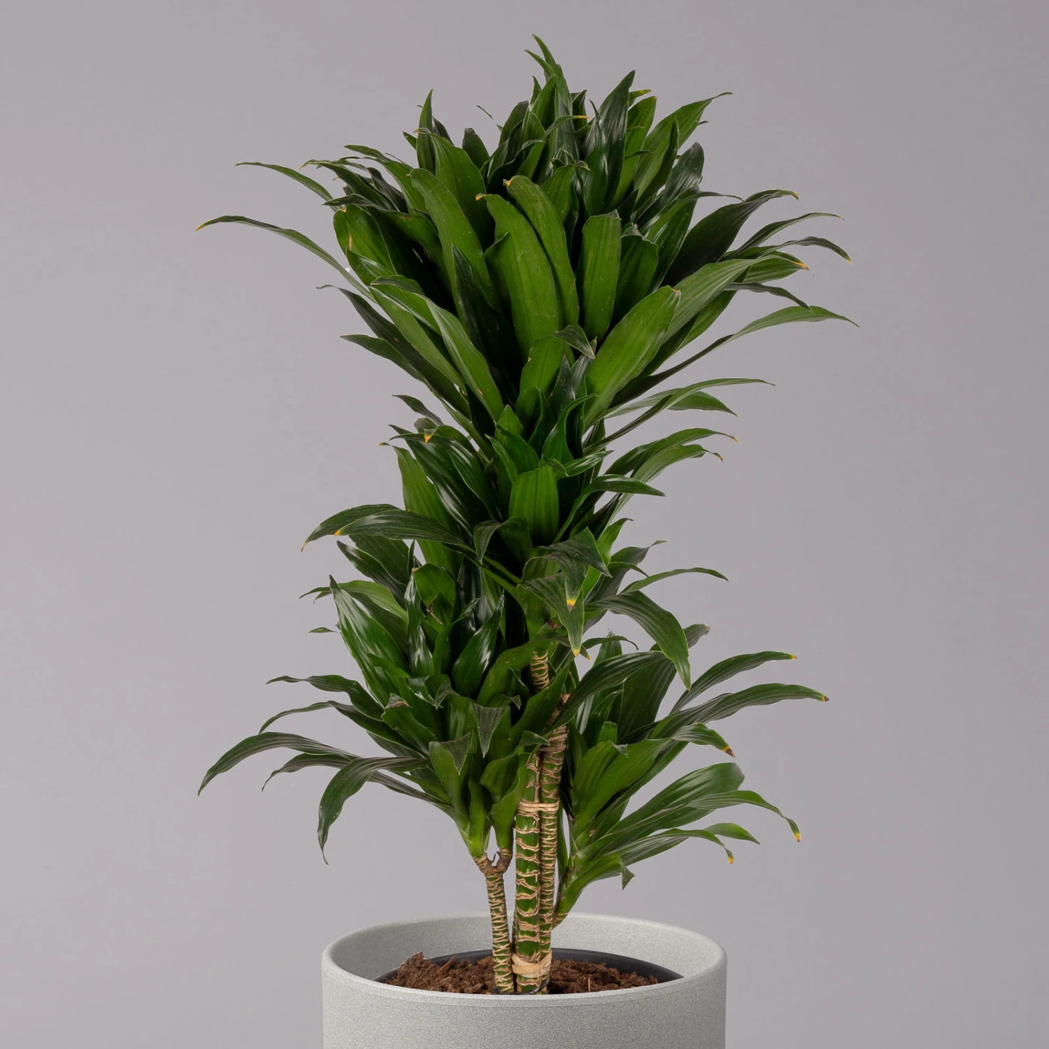 Duftender Drachenbaum 'Compacta', Verzweigt, Topf-Ø 24 Cm, Höhe Ca. 80 Cm 4 Duftender Drachenbaum 'Compacta', Verzweigt, Topf-Ø 24 Cm, Höhe Ca. 80 Cm – Bild 2