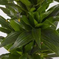 Duftender Drachenbaum 'Compacta', Verzweigt, Topf-Ø 24 Cm, Höhe Ca. 80 Cm 11 Duftender Drachenbaum 'Compacta', Verzweigt, Topf-Ø 24 Cm, Höhe Ca. 80 Cm -LECHUZA || Elho Verkaufsgeschäft 0221400013 Dracaena Compacta verzweigt KB 24cm 4