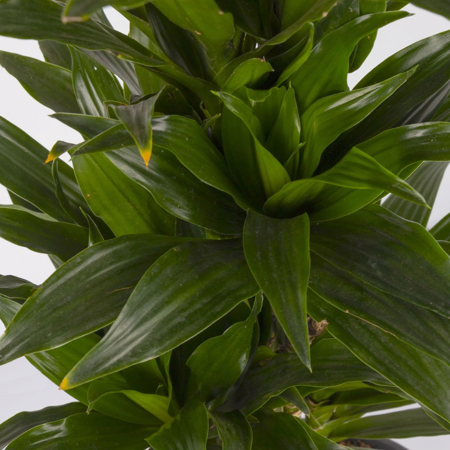 Duftender Drachenbaum 'Compacta', Verzweigt, Topf-Ø 24 Cm, Höhe Ca. 80 Cm 6 Duftender Drachenbaum 'Compacta', Verzweigt, Topf-Ø 24 Cm, Höhe Ca. 80 Cm – Bild 4