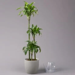 Duftender Drachenbaum 'Dorado', Topf-Ø 24 Cm, Höhe Ca. 130 Cm 10 Duftender Drachenbaum 'Dorado', Topf-Ø 24 Cm, Höhe Ca. 130 Cm -LECHUZA || Elho Verkaufsgeschäft 0221400023 Dracaena fragr Dorado 3er Tuff 24cm 3