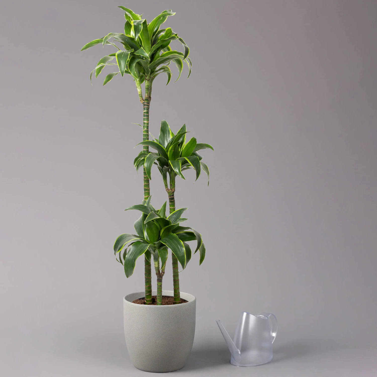 Duftender Drachenbaum 'Dorado', Topf-Ø 24 Cm, Höhe Ca. 130 Cm 5 Duftender Drachenbaum 'Dorado', Topf-Ø 24 Cm, Höhe Ca. 130 Cm – Bild 3