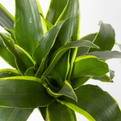 Duftender Drachenbaum 'Dorado', Topf-Ø 24 Cm, Höhe Ca. 130 Cm 11 Duftender Drachenbaum 'Dorado', Topf-Ø 24 Cm, Höhe Ca. 130 Cm -LECHUZA || Elho Verkaufsgeschäft 0221400023 Dracaena fragr Dorado 3er Tuff 24cm 4