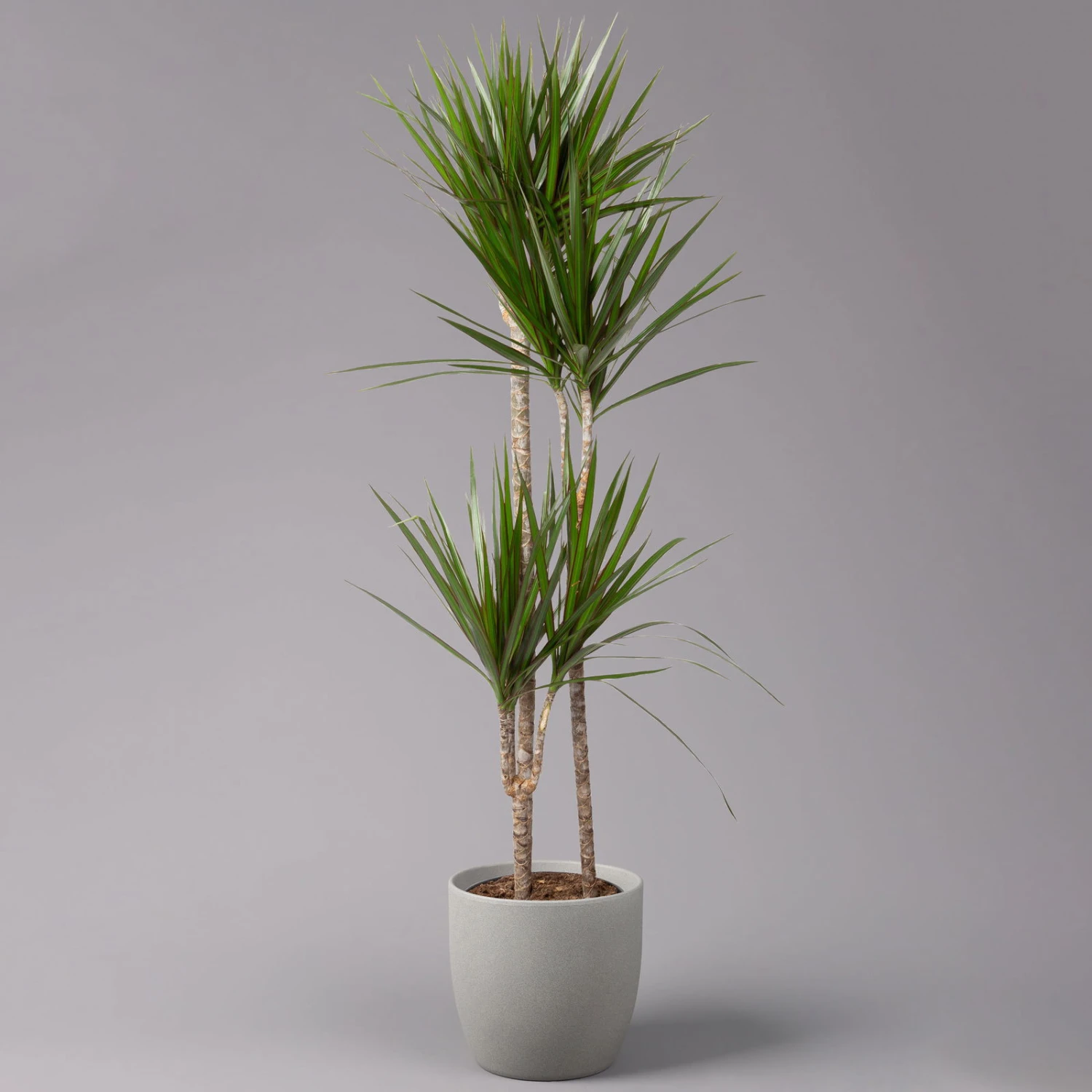 Gerandeter Drachenbaum 'Magenta', Topf-Ø 24 Cm, Höhe Ca. 150 Cm 3 Gerandeter Drachenbaum 'Magenta', Topf-Ø 24 Cm, Höhe Ca. 150 Cm