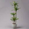 Duftender Drachenbaum 'Riki', Topf-Ø 27 Cm, Höhe Ca. 170 Cm -LECHUZA || Elho Verkaufsgeschäft 0221500017 Dracaena frag Riki 4er Tuff KB 27cm 1