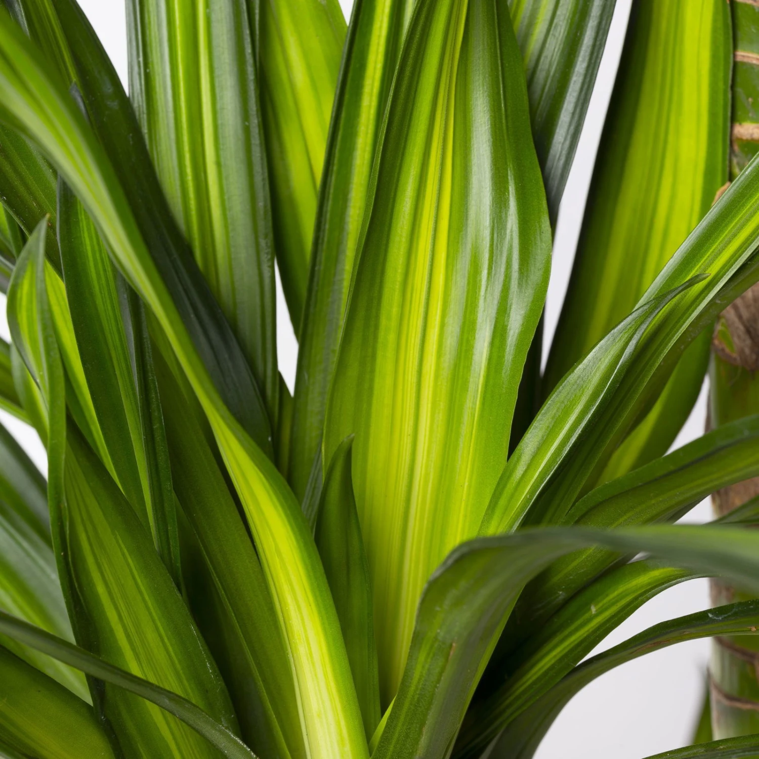 Duftender Drachenbaum 'Riki', Topf-Ø 27 Cm, Höhe Ca. 170 Cm 6 Duftender Drachenbaum 'Riki', Topf-Ø 27 Cm, Höhe Ca. 170 Cm – Bild 4