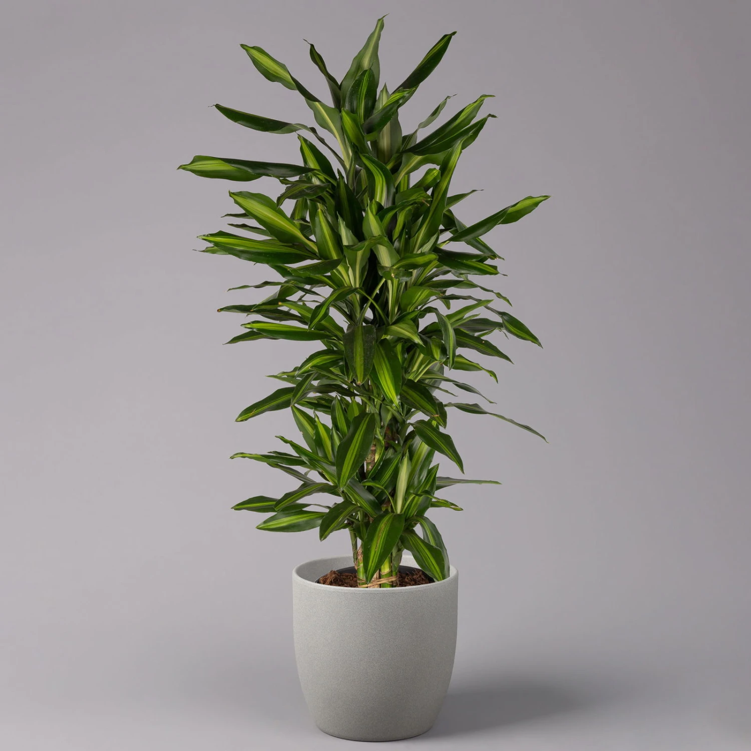 Duftender Drachenbaum 'Hawaiian Sunshine', Topf-Ø 27 Cm, H: Ca. 100 Cm 3 Duftender Drachenbaum 'Hawaiian Sunshine', Topf-Ø 27 Cm, H: Ca. 100 Cm