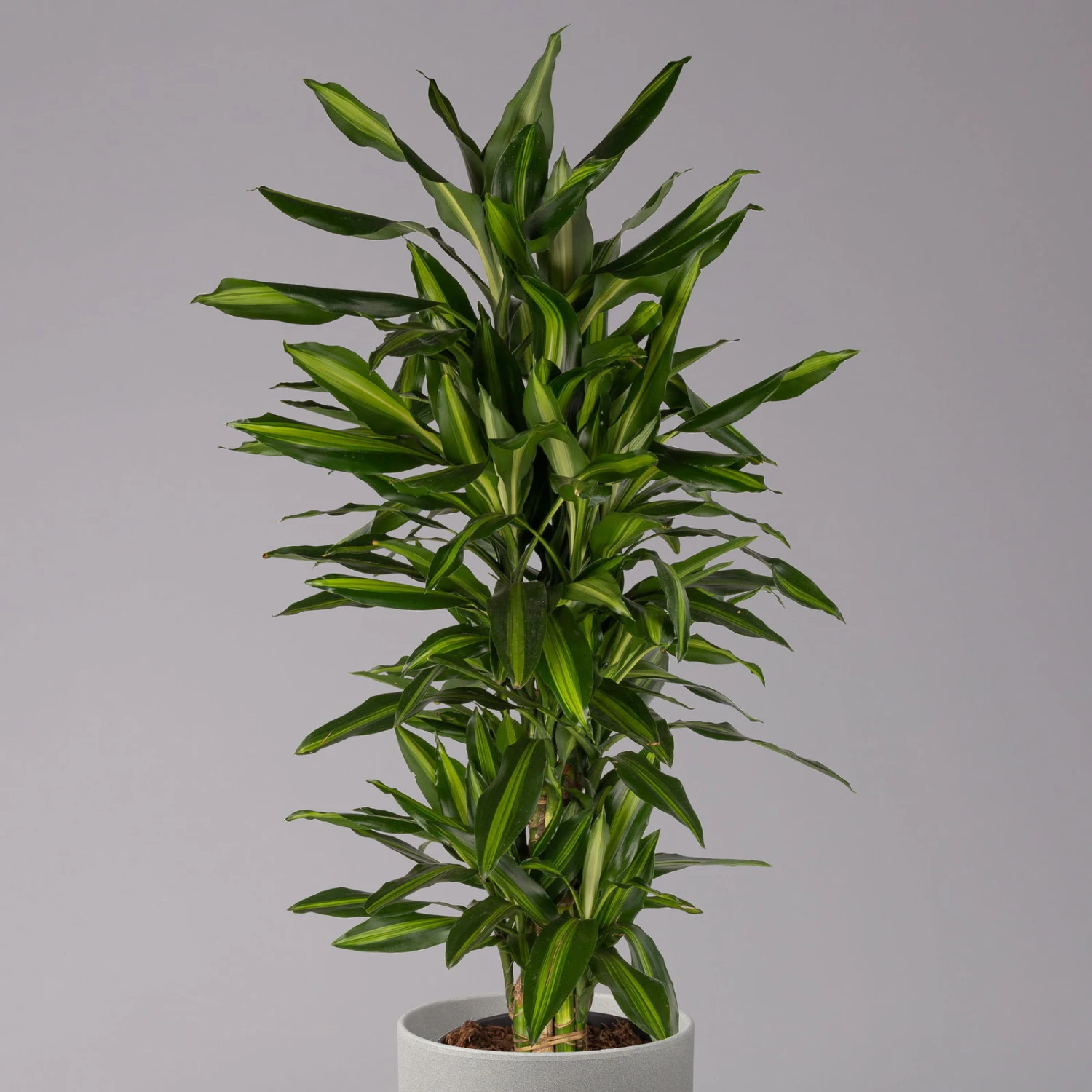 Duftender Drachenbaum 'Hawaiian Sunshine', Topf-Ø 27 Cm, H: Ca. 100 Cm 4 Duftender Drachenbaum 'Hawaiian Sunshine', Topf-Ø 27 Cm, H: Ca. 100 Cm – Bild 2