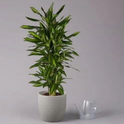 Duftender Drachenbaum 'Hawaiian Sunshine', Topf-Ø 27 Cm, H: Ca. 100 Cm 10 Duftender Drachenbaum 'Hawaiian Sunshine', Topf-Ø 27 Cm, H: Ca. 100 Cm -LECHUZA || Elho Verkaufsgeschäft 0221500025 Dracaena fr Hawaiian Sunshine 27cm 3