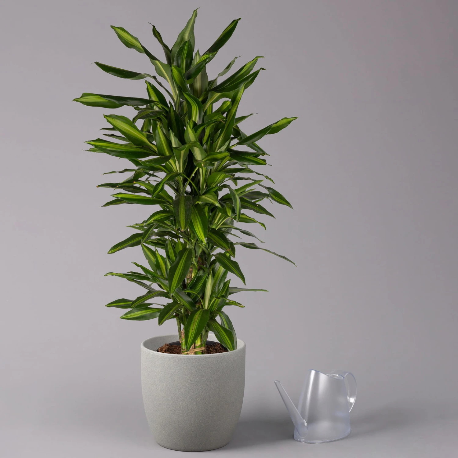 Duftender Drachenbaum 'Hawaiian Sunshine', Topf-Ø 27 Cm, H: Ca. 100 Cm 5 Duftender Drachenbaum 'Hawaiian Sunshine', Topf-Ø 27 Cm, H: Ca. 100 Cm – Bild 3